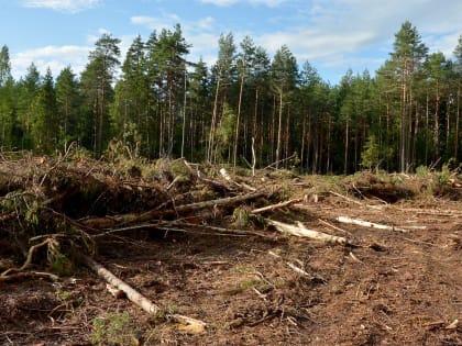 В Прикамье два лесоруба заблудились в лесу, когда убегали от медведя