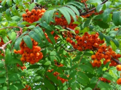 Администрация проводит встречи с жителями деревни Миш-Пиян