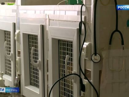 В Прикамье всплеск заболеваемости энтеритом и чумкой среди собак