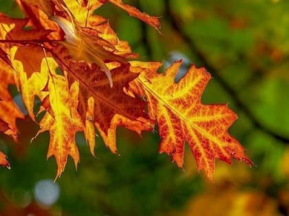 Бабье лето продержится в Пермском крае все выходные