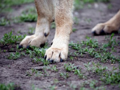​В Перми создадут рабочую группу по осуществлению деятельности с животными без владельцев