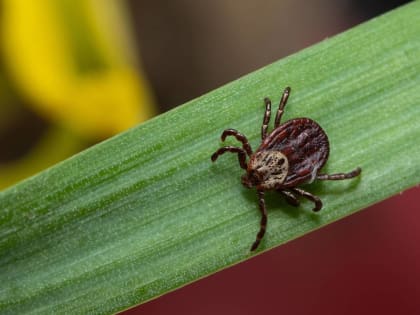 В Пермском крае с начала сезона от клещей заразились девять детей