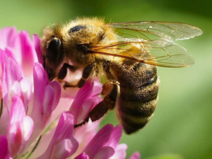 О безопасном обращении с пестицидами и агрохимикатами в период медоноса