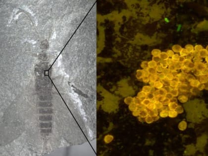 ​В Пермском крае палеоэнтомологи обнаружили древнейших вероятных насекомых-опылителей