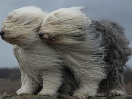 На этой неделе в Пермском крае ожидается облачность, ветер и снег