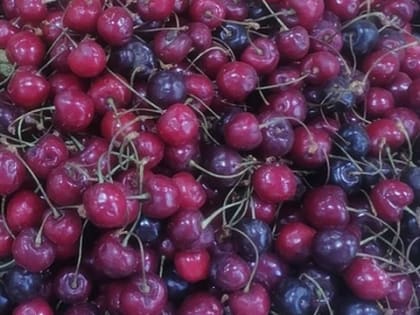 Самые полезные ягоды: убивают раковые клетки и снимают воспаление без «химии»