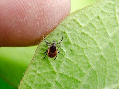 От укусов клещей пострадали более шести тысяч жителей Прикамья