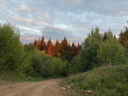 ​В Перми научатся с помощью беспилотников выявлять зараженные жуком-полиграфом деревья