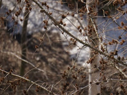 Выпадет мокрый снег: синоптики рассказали о погоде в выходные