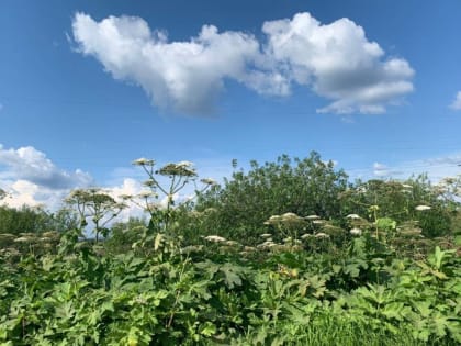 ​В Прикамье прокуратура указала подрядчику на необходимость ликвидации борщевика Сосновского