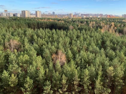 Пермь зеленая. Рассказываем о проектах, которые формируют зеленый каркас города