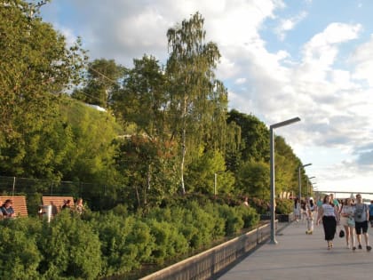 В Перми хотят запретить высаживать гибридные тополя и американские клены