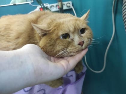 Пермяки поддерживают кота Крошика через покупку стикеров