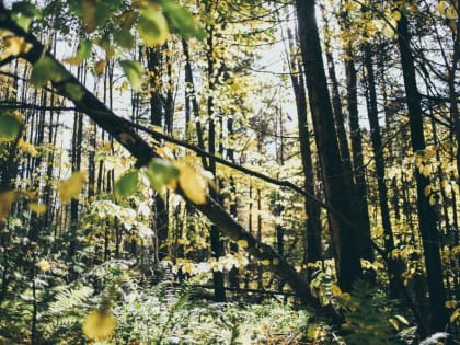 ​В Пермском крае от укусов клещей пострадали 2,5 тысячи детей