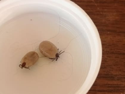 Можно не почувствовать: как понять, что вас укусил клещ