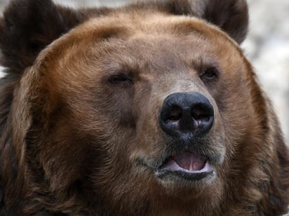 Пермский край станет частью туристического маршрута «Медвежий тракт»