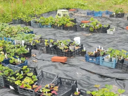 Уральские фермеры-новички собираются выращивать землянику