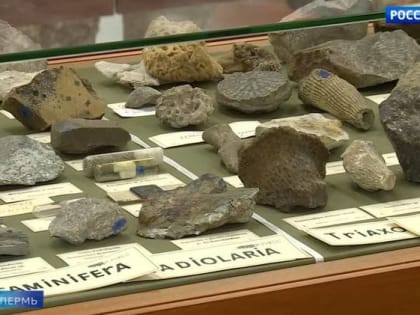 В Горном институте приступили к изучению дерева, найденного в калийной шахте в Березниках