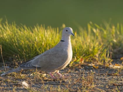 В Пермском крае могут запретить охоту на горлиц