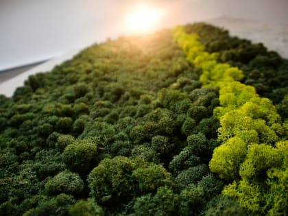 ​Пермский край вошел в ТОП-5 самых лесных регионов России