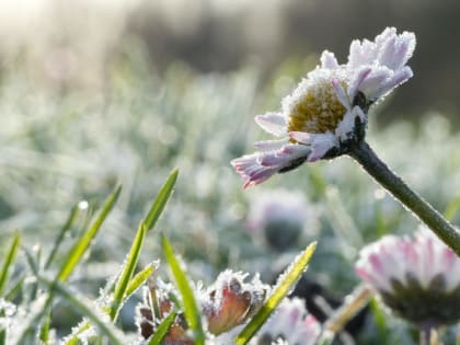 В конце августа в Пермском крае ожидаются заморозки ниже 0 градусов