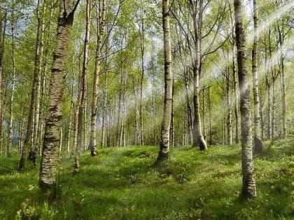 В Пермском крае число пострадавших от укусов клещей увеличилось до 1718 человек