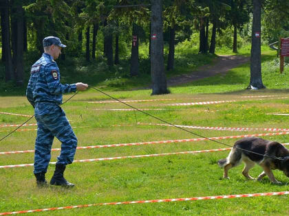 Коням полиции Перми купят центнер соли, а тендер на 40 тонн корма собакам отменили из-за потери