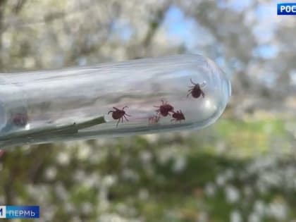 В Прикамье от клещей пострадали 14 тысяч человек