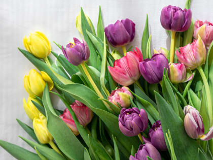 Поздравление министра здравоохранения России Михаила Мурашко с Международным женским днём