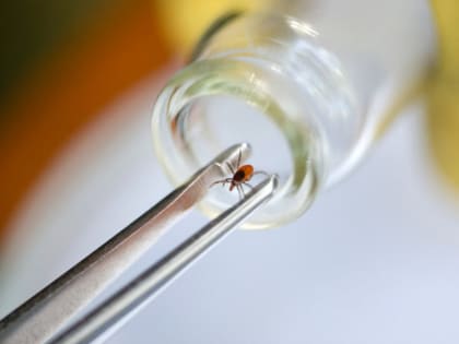 Клещей бесплатно не проверят