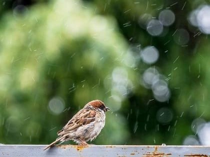 На следующей неделе в Пермском крае похолодает еще сильнее