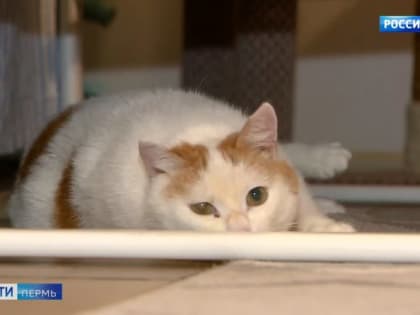 5 марта в Перми пройдет фестиваль «Котофест»