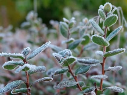 В ночь на 12 и 13 июня синоптики пообещали заморозки на поверхности почвы до -2 градусов