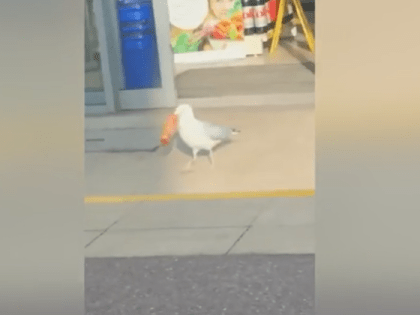 В Прикамье из-за мертвой чайки в округе ввели карантин