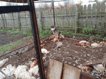 В Пермском крае собака загрызла почти 100 соседских кур