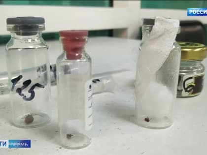 С начала сезона от укусов клещей пострадало почти 13 тысяч жителей Прикамья