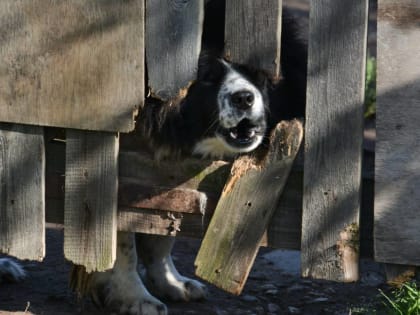 ​В Перми 11 горожан через суд добиваются освобождения земельного участка от собачьего приюта