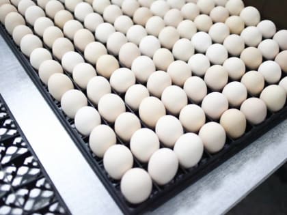 ​Пермское УФАС проводит проверку производителей куриных яиц и мяса на предмет картеля