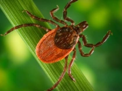 Результаты мониторинга эпидемиологической ситуации по инфекциям, передающимся с укусами клещей на 02 июля 2024 года В Пермском крае отмечается характерный подъем клещевой активност