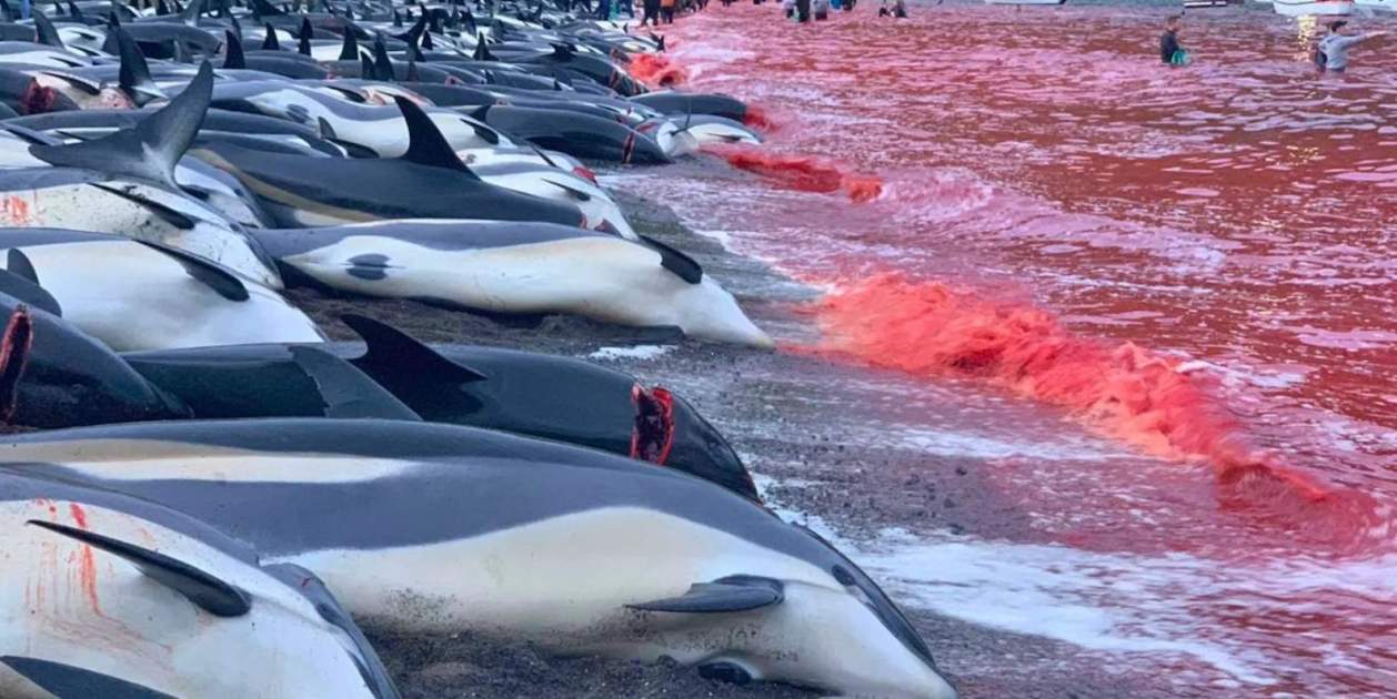 Sacrificio masivo de delfines en las Islas Feroe genera polémica por su justificación alimentaria