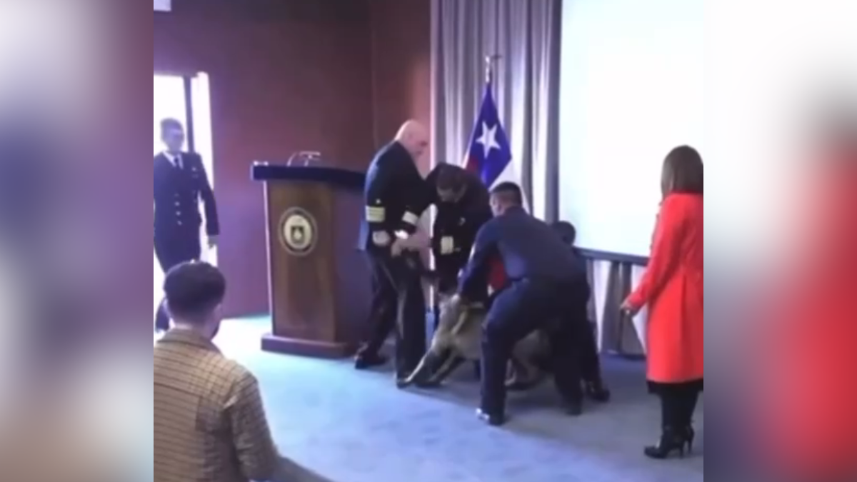 Armada de Chile aclara incidente con perro antidrogas que reaccionó durante ceremonia y fue retirado para evaluación