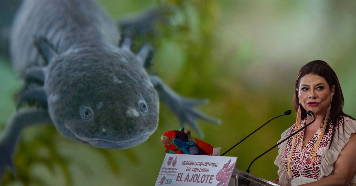 Científicos buscan salvar al ajolote en Xochimilco ante su drástica disminución en vida silvestre