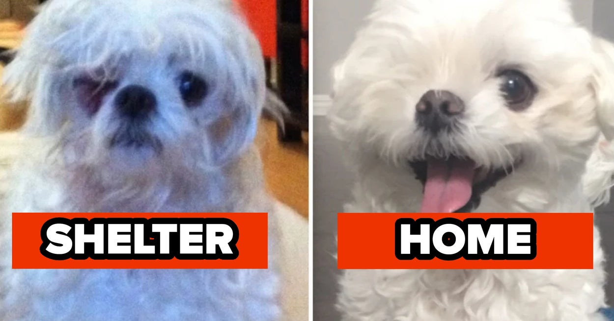 Comparativa de animales antes y después de su adopción que muestra su transformación en nuevos hogares