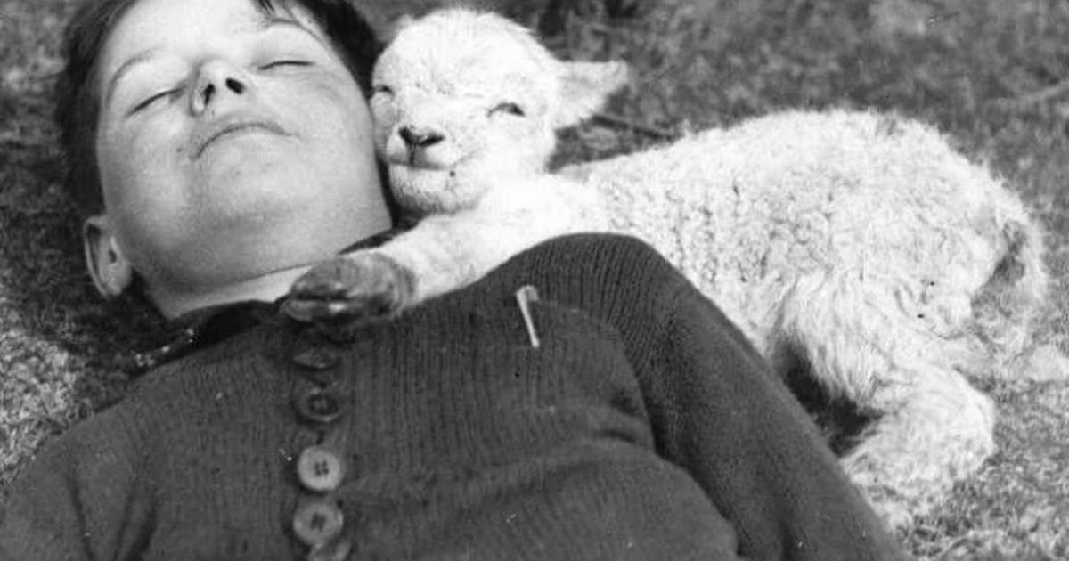 1940 Photograph Shows Baby Lamb Resting Beside Sleeping Boy in Wartime England
