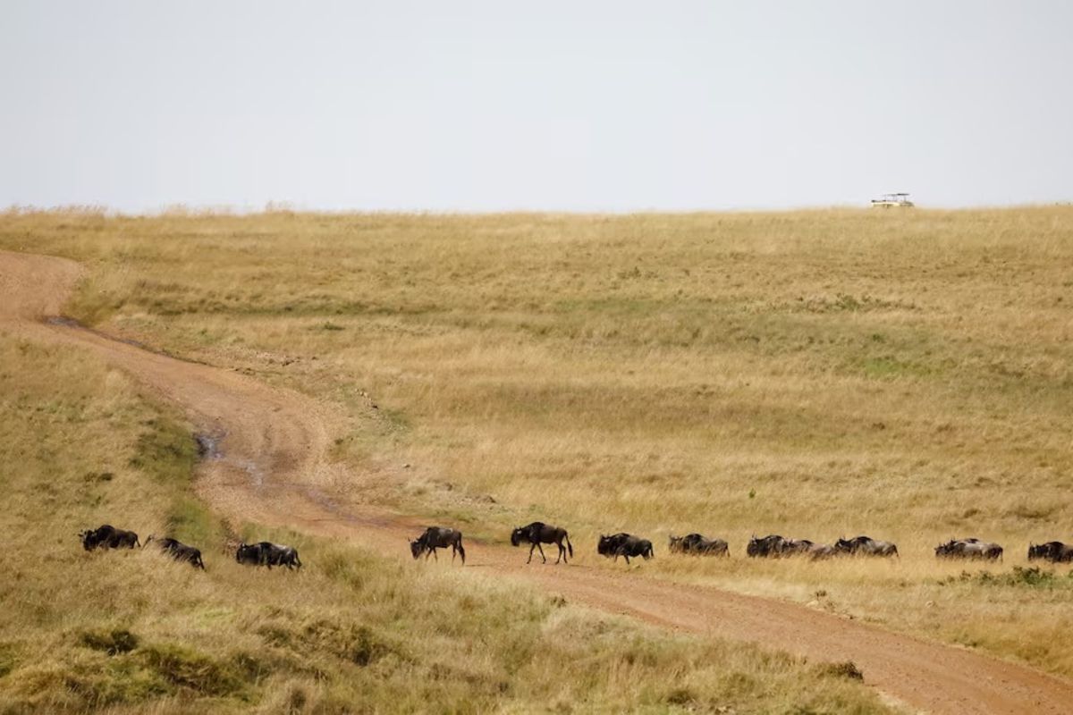 Kenyan Activists Challenge Luxury Lodges in Maasai Mara for Environmental Impact