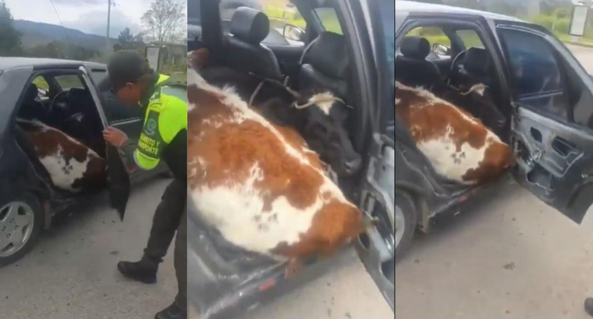 Policía detuvo vehículo con dos vacas en Boyacá