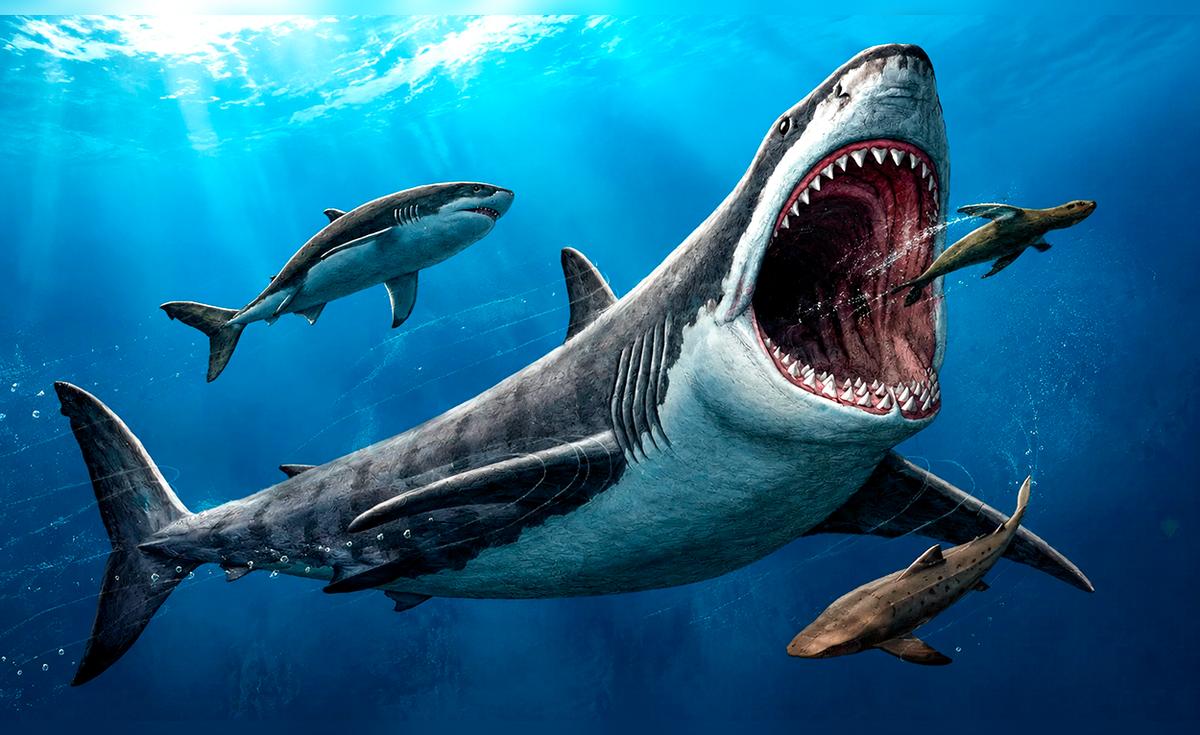 Descubrimiento de un fósil revela el verdadero tamaño del megalodón