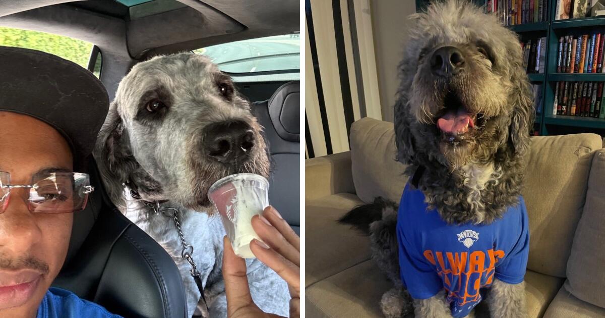 LAPD Officer Shoots Dog Wearing Knicks T-Shirt, Family Sues City