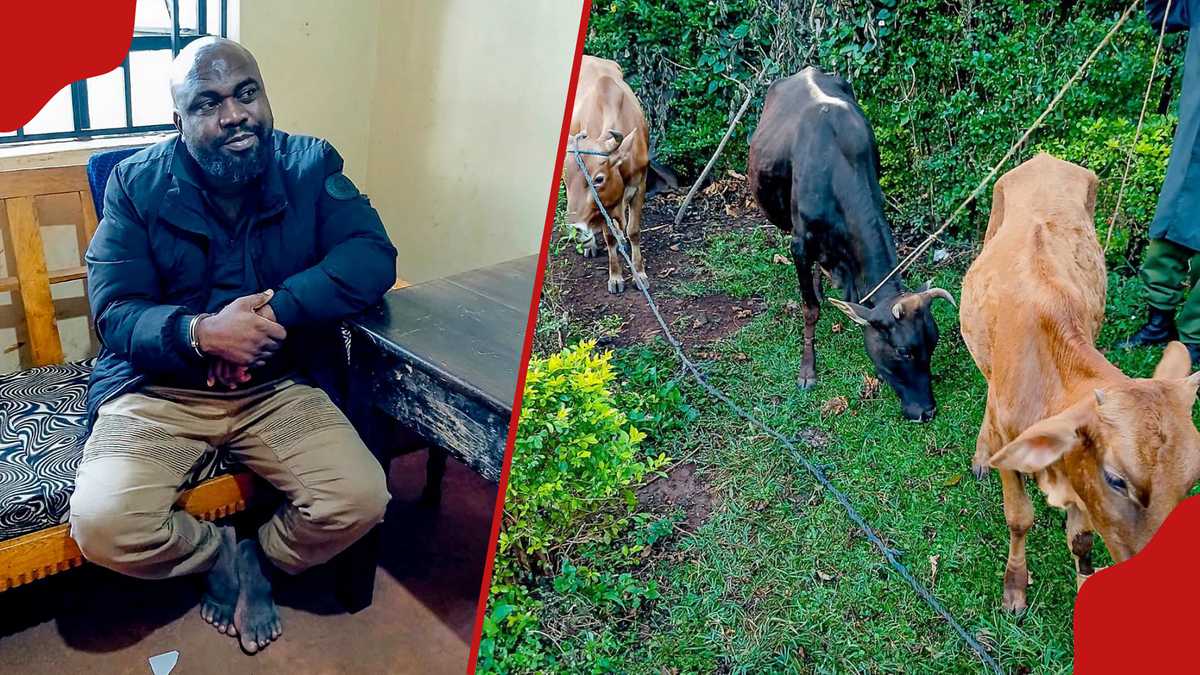 Kakamega Police Recover Stolen Cattle After High-Speed Chase