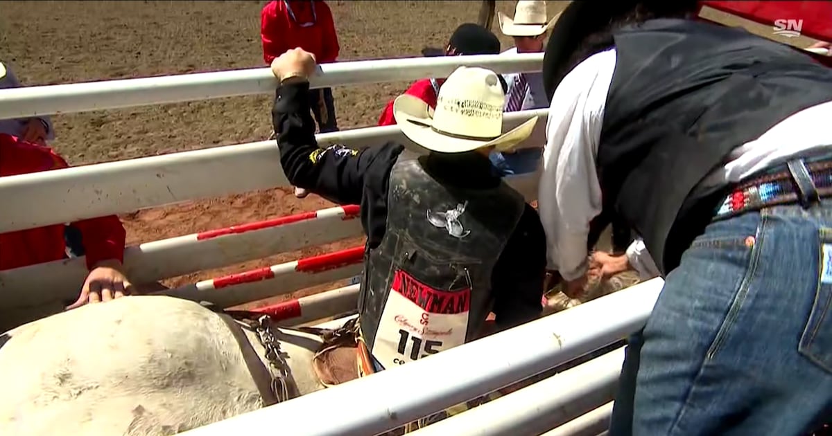 Calgary Humane Society probes handling of Stampede horse